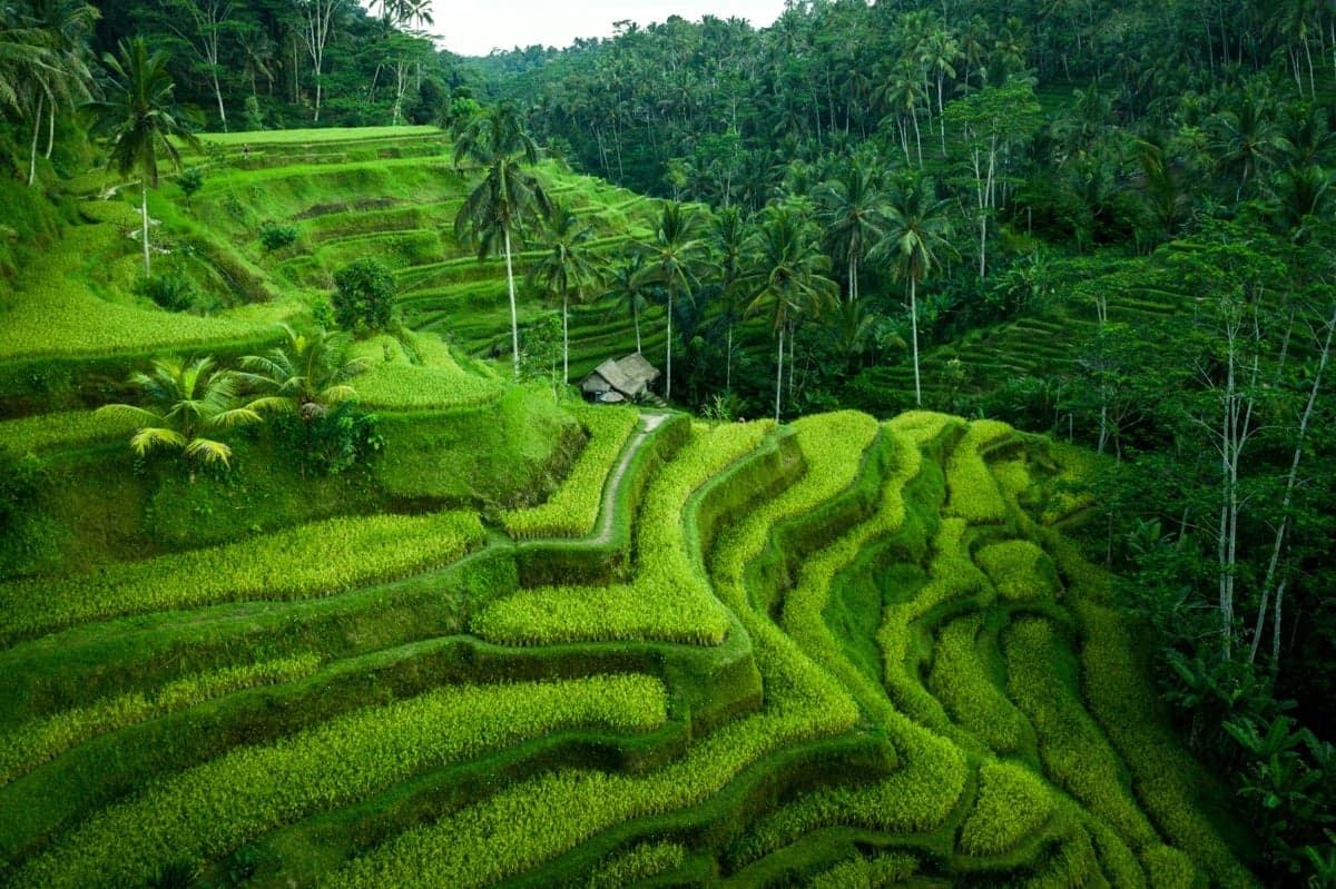 Bali Rice Terraces